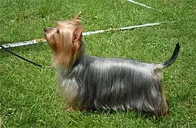 Blue Australian Silky Terrier