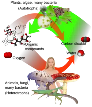 Correlation between the carbon cycle and formation of organic compounds.