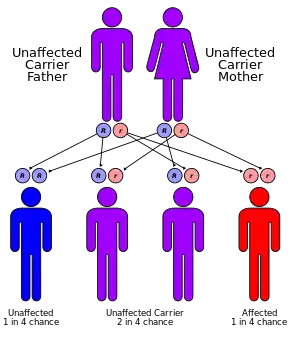 image showing how two carriers can produce one in four offspring with FRDA. This is called an autosomal-recessive pattern of inheritance.