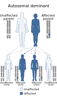 A diagram of the autosomal dominant inheritance pattern, showing how a gene can be passed from an affected parent to an affected child.