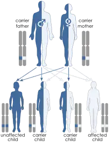 Illustration of autosomal recessive inheritance. Each parent has one blue allele and one white allele. Each of their 4 children inherit one allele from each parent such that one child ends up with two blue alleles, one child has two white alleles and two children have one of each allele. Only the child with both blue alleles shows the trait because the trait is recessive.