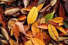 Fallen leaves covering a patch of ground