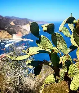 Overlooking the Avalon Harbor from the mountains above