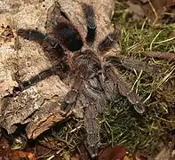 Avicularia merianae female