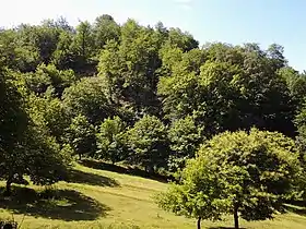 Forest in Balakan