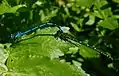 Pair of azure damselflies, Coenagrion puella, in cop