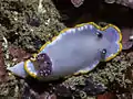 The mantle of the nudibranch Felimida purpurea has a marginal line of orange-yellow colour.