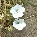 Nemophila menziesii var. atomaria