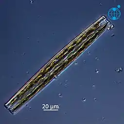 Stand-alone cell of Bacillaria paxillifer