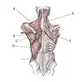 Posterior view of muscles connecting the upper extremity to the vertebral column.A TrapeziusB  Teres majorC Teres minorD Latissimus dorsiE Levator scapulaeF Rhomboid major