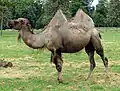 Bactrian camel (Camelus bactrianus)