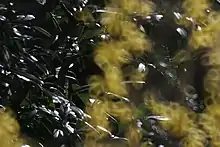 Picture of Forsythia with doughnut-shaped foreground bokeh, due to the use of a catadioptric system. Focus on background