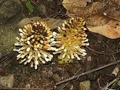 Male stems