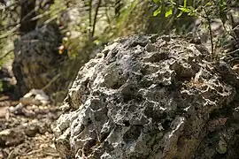 Limestone rock showing its honeycomb-like structure, near Warbler Vista