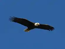 Bald eagle in flight