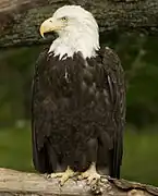 Bald eagle (Haliaeetus leucocephalus).