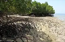 Mangroves in the West Bali National Park