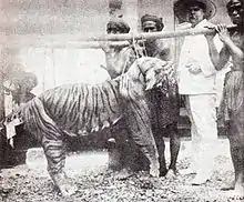 A Bali tiger which was killed by M. Zanveld, in the 1920s