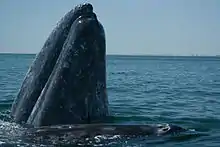 Gray whale