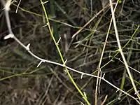 Bambusa blumeana's spines