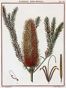 Banksia ericifolia