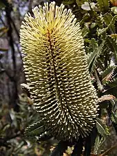 A green-yellow cylindrical flower spike is made up of many small flowers. The flowers are unopened and tipped with conical swellings