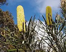 A yellow cylindrical flower spike emerging from dark green foliage on the left, and a greenish cylindrical flower spike emerging from dark green foliage on the right