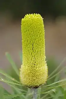 A broader yellow cylindrical flower spike with a clear border halfway up it