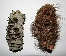 Only some flowers in a Banksia inflorescence mature into follicles embedded in the "cone"