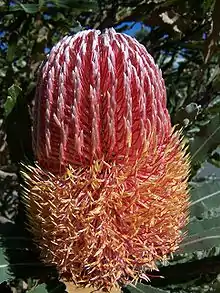 A flower spike with discrete columns of many individual red and yellow flowers unopened, above a mass of colourful opened flowers.