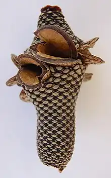 cigar-shaped patterned spike with open valve-like seed pods.