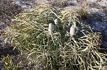 A small spreading shrub about 40 cm (15.5 in) high, with several inflorescences in early bud, growing in sand