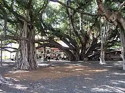 enormous tree