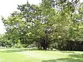 Banyan Tree near Hole 5