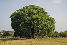 In full leaf at Bagamoyo, Tanzania