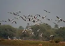 Flying off at Bharatpur, Rajasthan, India.