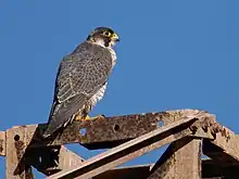 Close up image of Barbary Falcon perched on top of a rusty metal structure