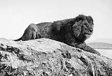 Barbary lion in Algeria, 1893