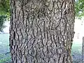 Bark of English elm