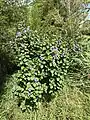 Barleria cristata growing wild in central Florida