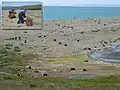 Abandoned Barrels near Lavrentiya