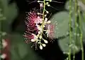 Flowers in Dombivli, India