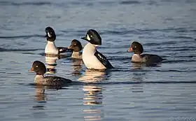 Bucephala islandica. -Barrow's Goldeneye. -Garrot d'Islande