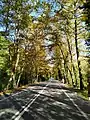 Forest road in Bartın Province