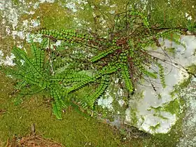 Maidenhair spleenwort and moss growing on Cobble ledge