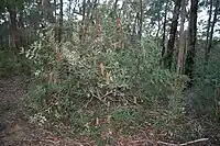 large shrub with flowers in woodland