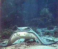 Bat ray adopting a feeding posture.