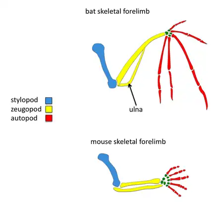 skeletal forelimbs