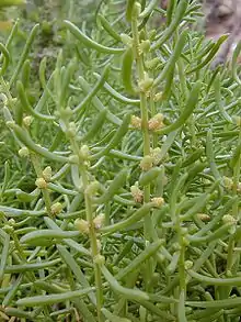 Yerba de sal(Batis maritima)