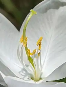 Stamens (filaments, anthers), style, stigma